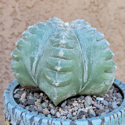 Astrophytum Myriostigma cv. Kikko nudum - 4.75 inch