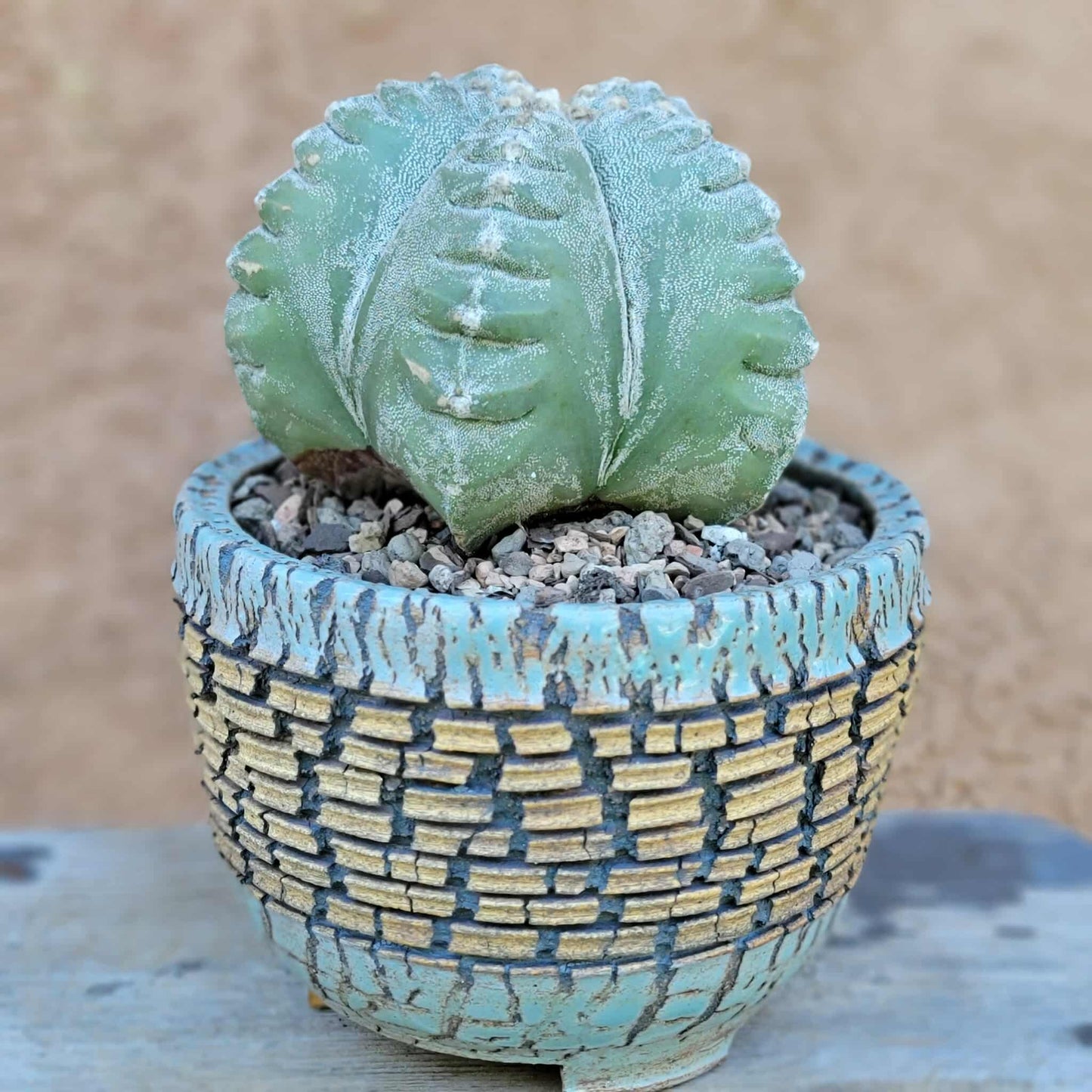 Astrophytum Myriostigma cv. Kikko nudum - 4.75 inch