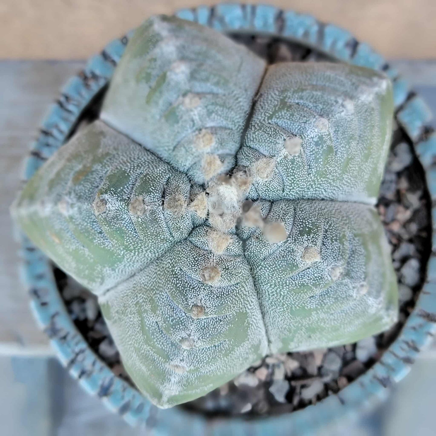 Astrophytum Myriostigma cv. Kikko nudum - 4.75 inch