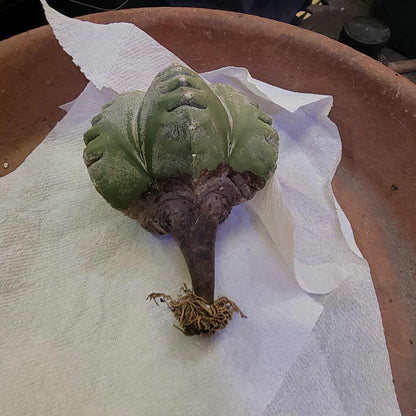 Astrophytum Myriostigma cv. Kikko nudum - 4.75 inch