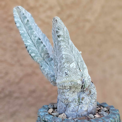 Astrophytum Myriostigma cv. Onzuka - Double Head - Japan