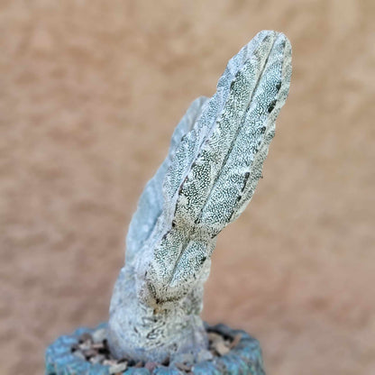Astrophytum Myriostigma cv. Onzuka - Double Head - Japan
