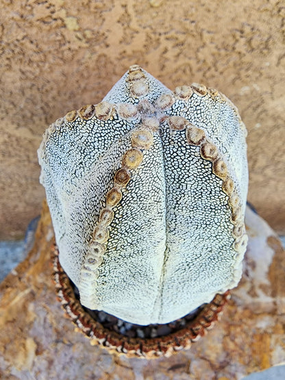 Astrophytum Myriostigma cv. Onzuka - Japan - OLD, BIG!