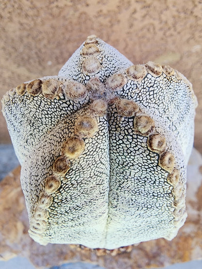 Astrophytum Myriostigma cv. Onzuka - Japan - OLD, BIG!