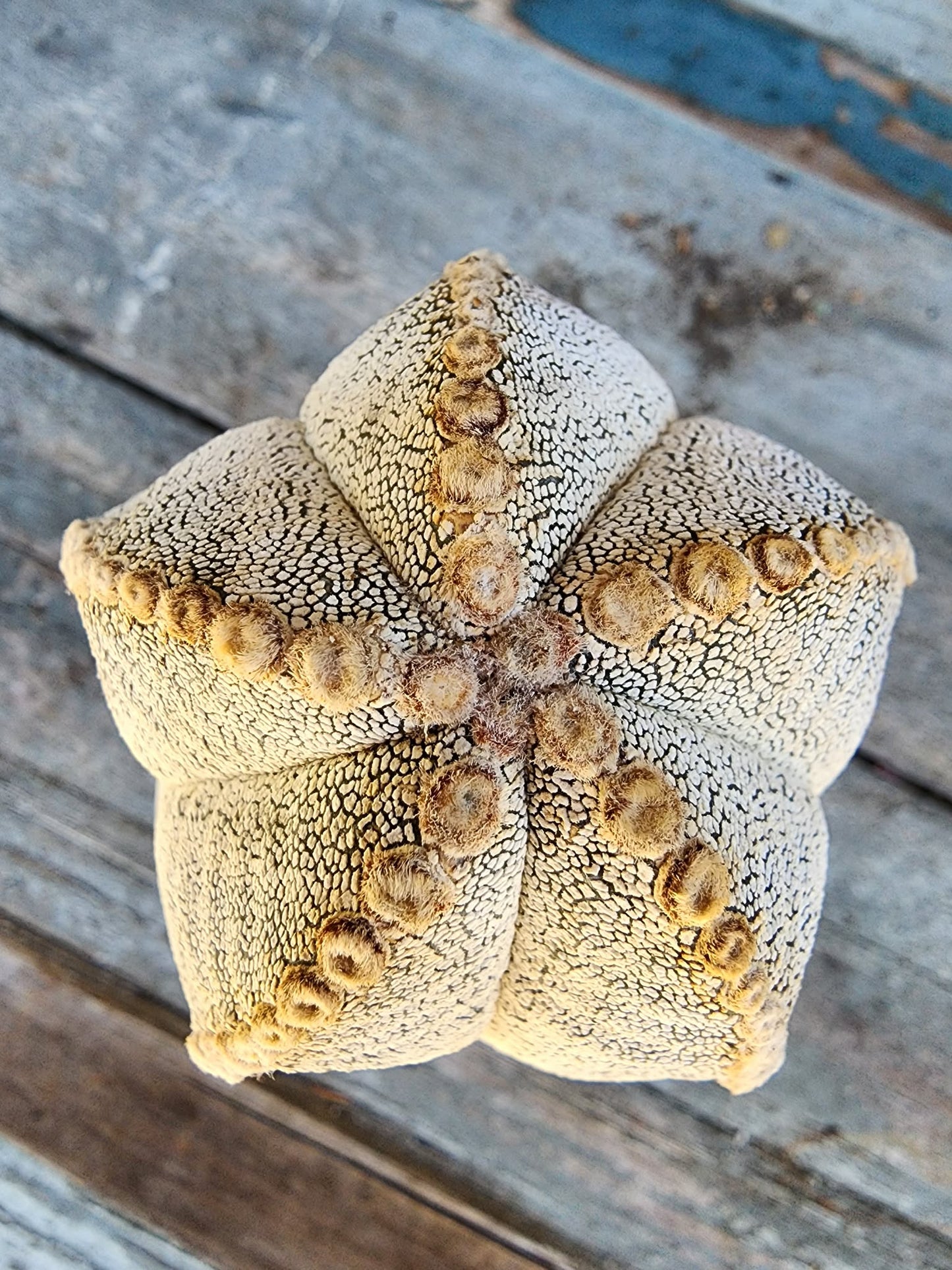 Astrophytum Myriostigma cv. Onzuka - Japan - OLD, BIG!