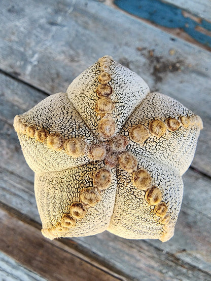Astrophytum Myriostigma cv. Onzuka - Japan - OLD, BIG!