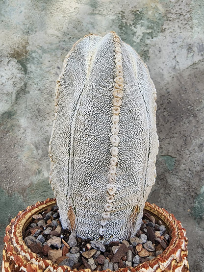 Astrophytum Myriostigma cv. Onzuka - Japan - OLD, BIG!