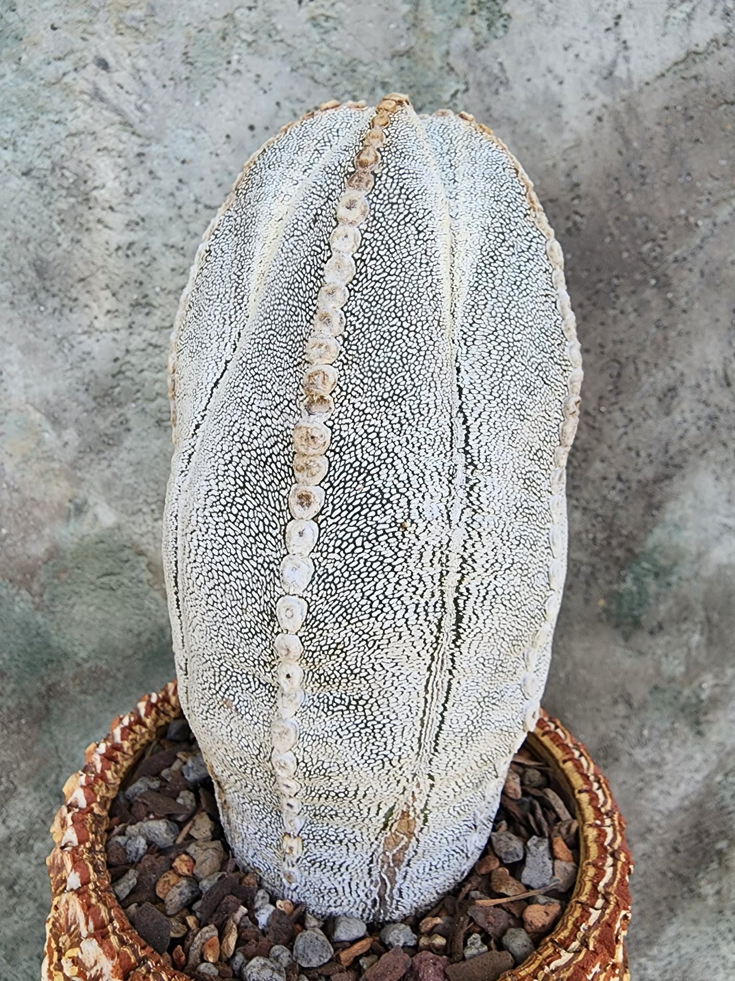 Astrophytum Myriostigma cv. Onzuka - Japan - OLD, BIG!