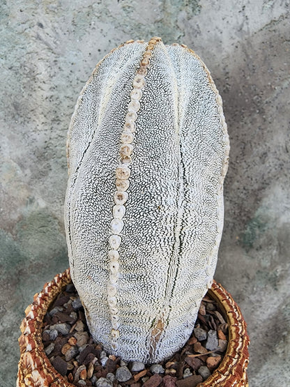 Astrophytum Myriostigma cv. Onzuka - Japan - OLD, BIG!