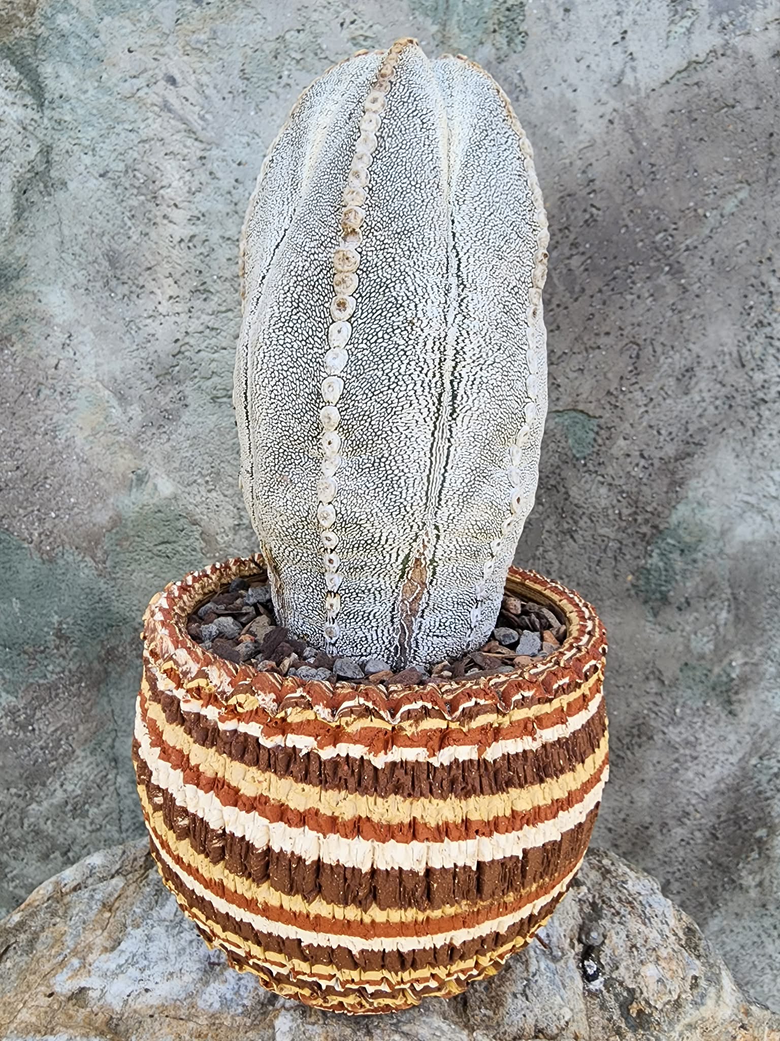 Astrophytum Myriostigma cv. Onzuka - Japan - OLD, BIG! collector cactus specimen