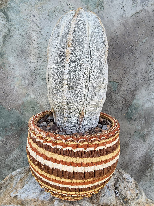 Astrophytum Myriostigma cv. Onzuka - Japan - OLD, BIG! collector cactus specimen