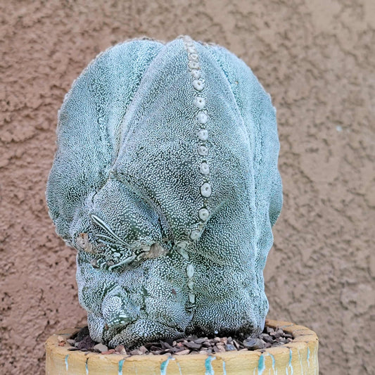 Astrophytum Myriostigma cv. Onzuka - OLD, BIG!