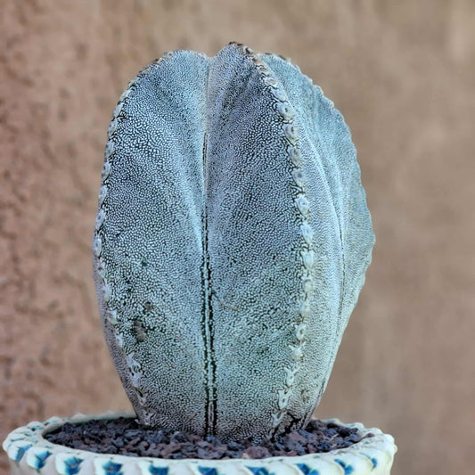 Astrophytum Myriostigma cv. Onzuka - OLD, BIG!