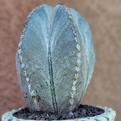 Astrophytum Myriostigma cv. Onzuka - OLD, BIG!