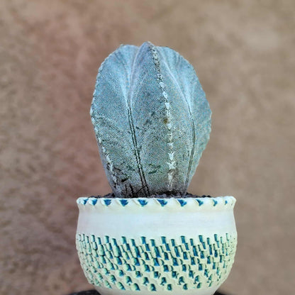 Astrophytum Myriostigma cv. Onzuka - OLD, BIG!