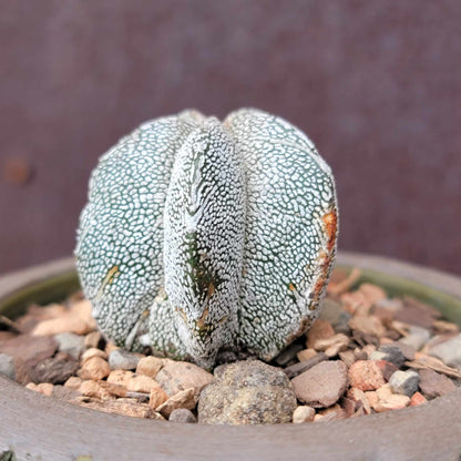 Astrophytum Myriostigma cv. Onzuka