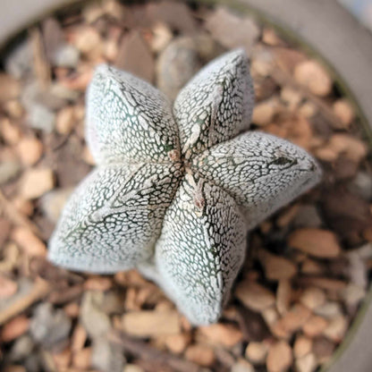 Astrophytum Myriostigma cv. Onzuka