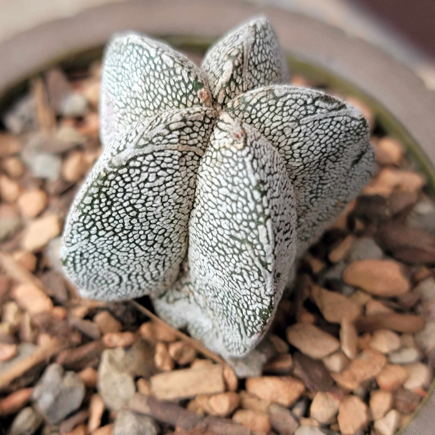 Astrophytum Myriostigma cv. Onzuka