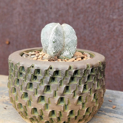 Astrophytum Myriostigma cv. Onzuka