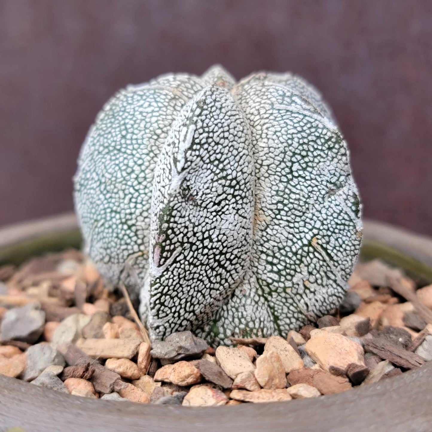 Astrophytum Myriostigma cv. Onzuka