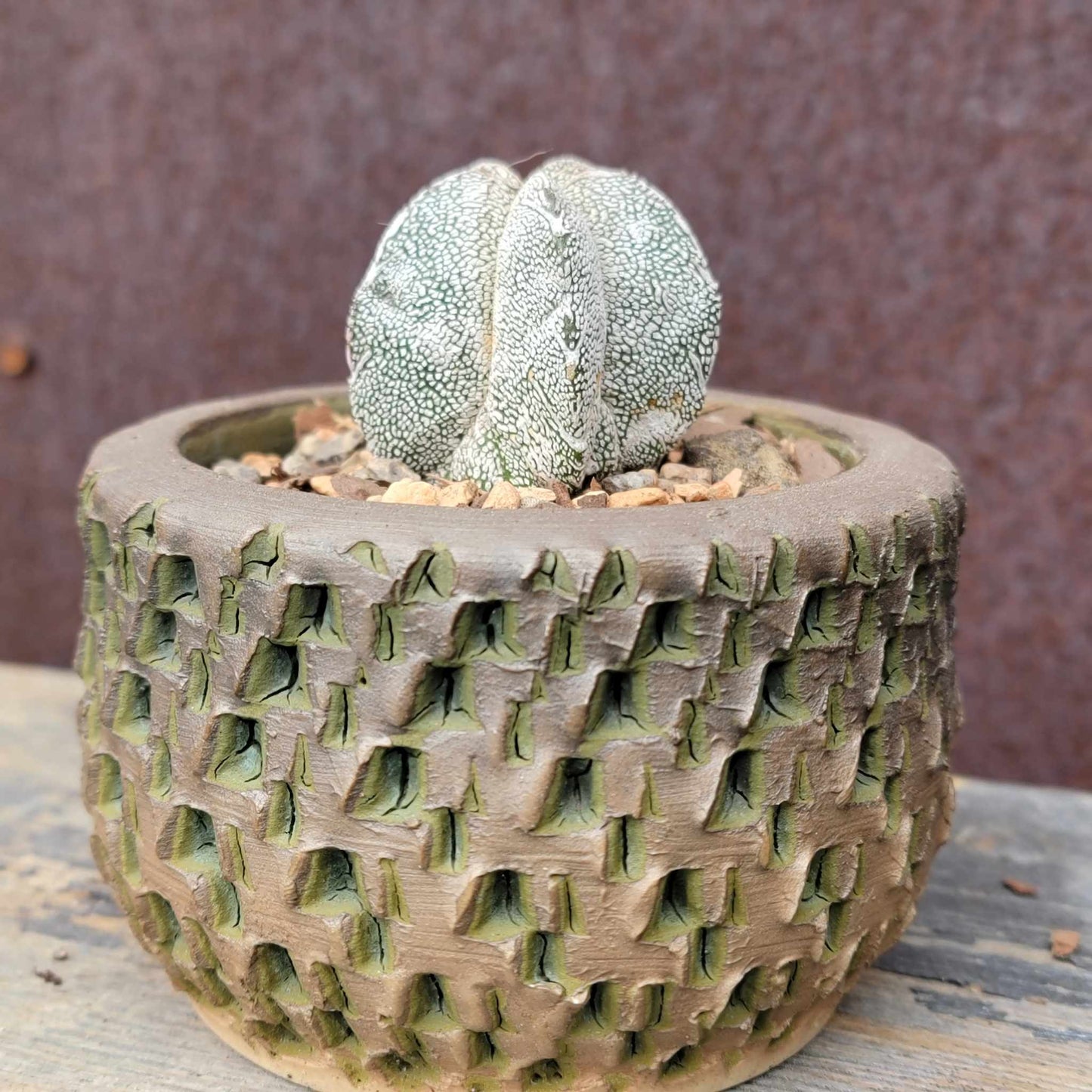 Astrophytum Myriostigma cv. Onzuka