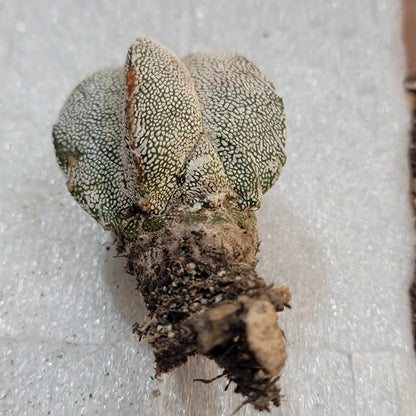 Astrophytum Myriostigma cv. Onzuka