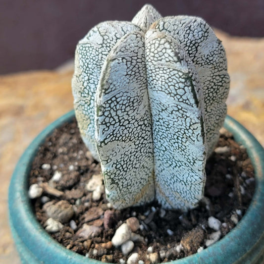 Astrophytum Myriostigma cv. Onzuka