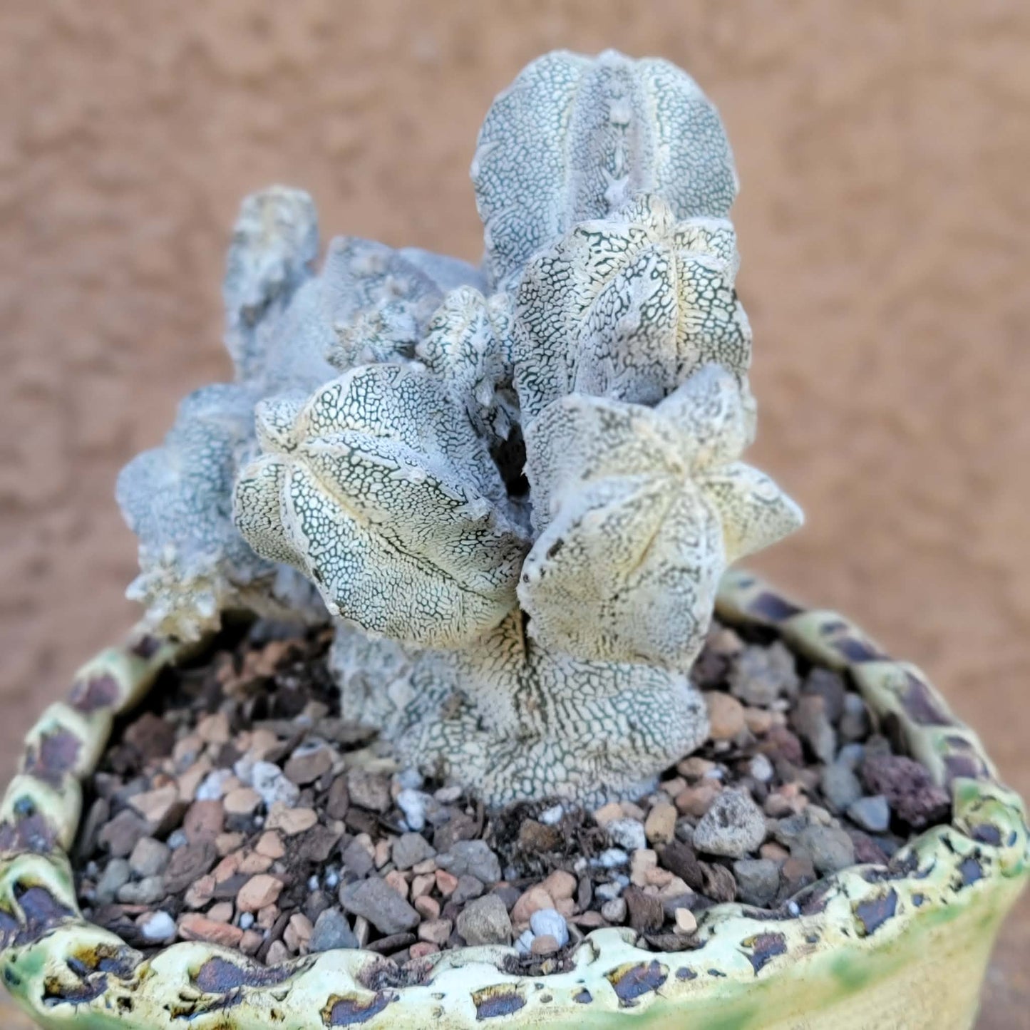 Astrophytum Myriostigma cv. Onzuka