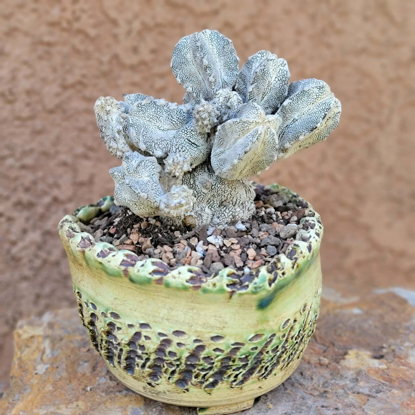 Astrophytum Myriostigma cv. Onzuka