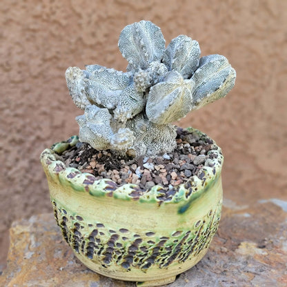 Astrophytum Myriostigma cv. Onzuka