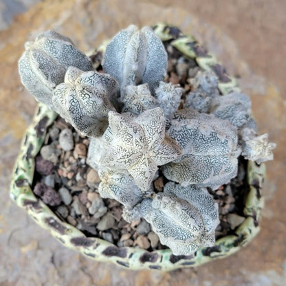 Astrophytum Myriostigma cv. Onzuka