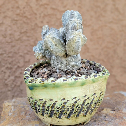 Astrophytum Myriostigma cv. Onzuka