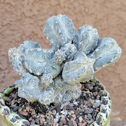 Astrophytum Myriostigma cv. Onzuka