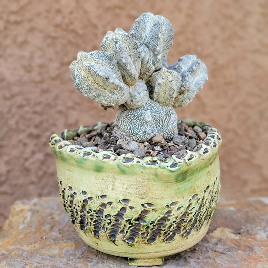 Astrophytum Myriostigma cv. Onzuka