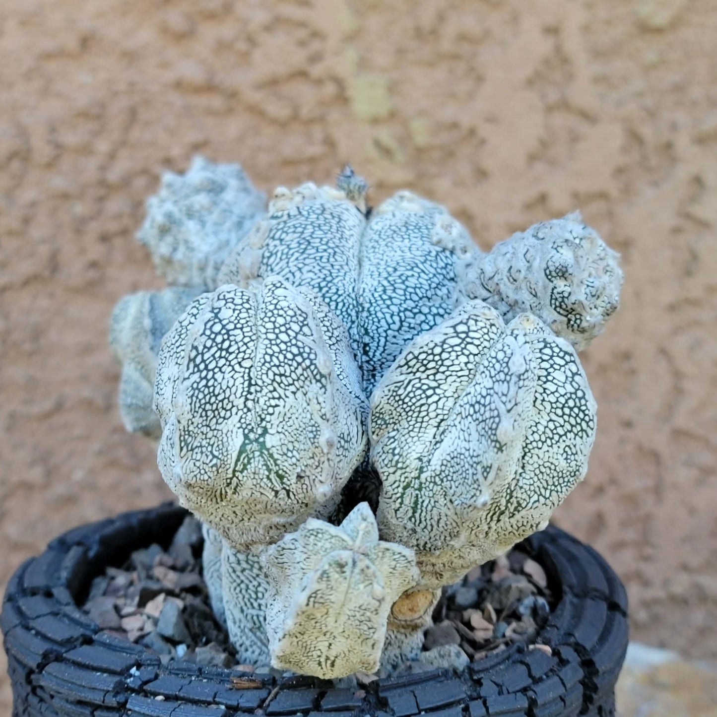 Astrophytum Myriostigma cv. Onzuka