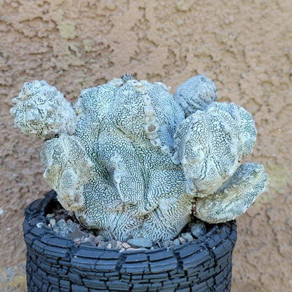 Astrophytum Myriostigma cv. Onzuka