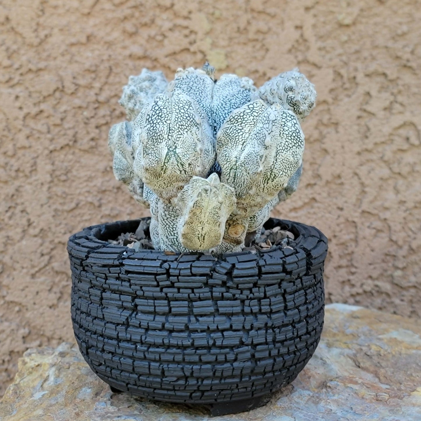 Astrophytum Myriostigma cv. Onzuka