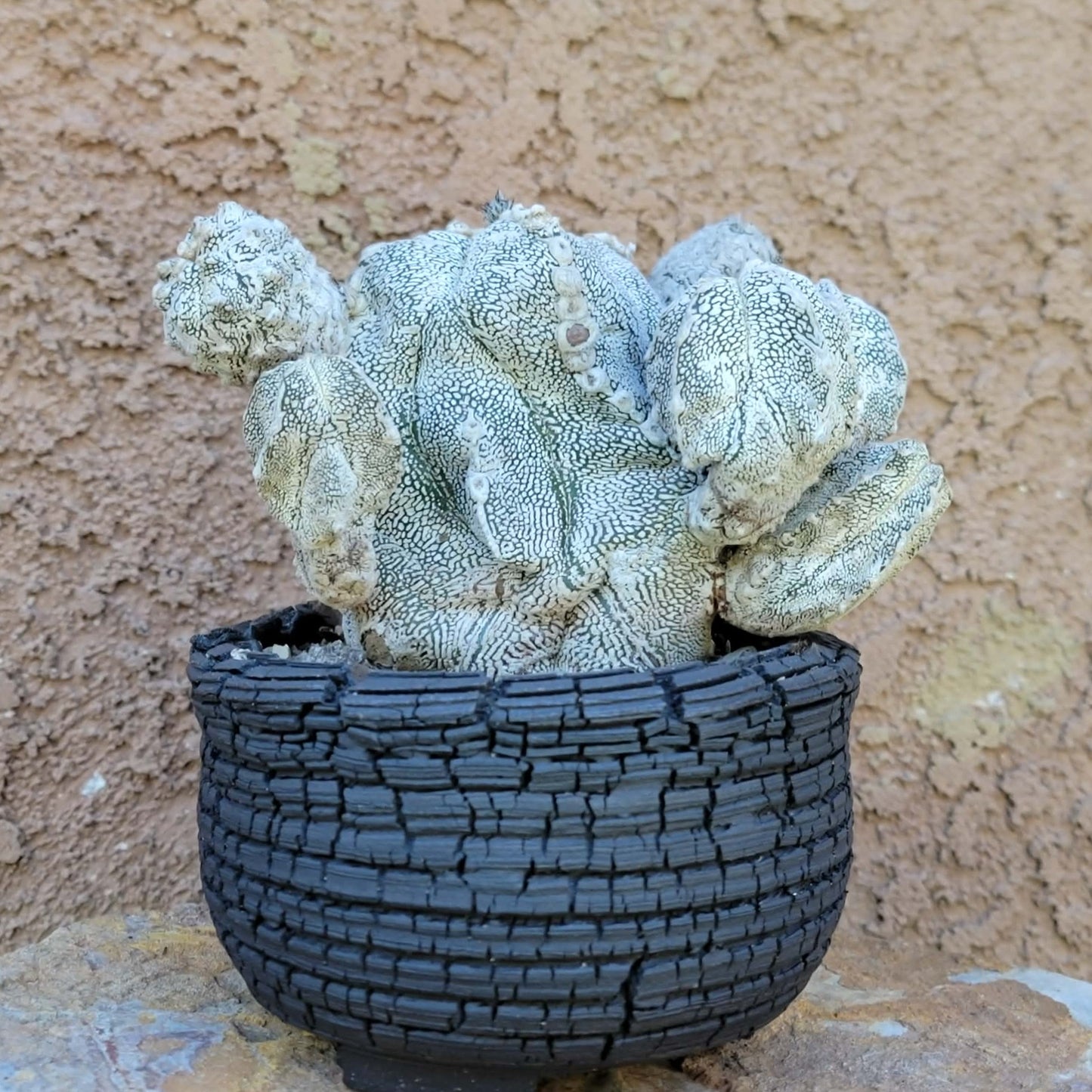 Astrophytum Myriostigma cv. Onzuka