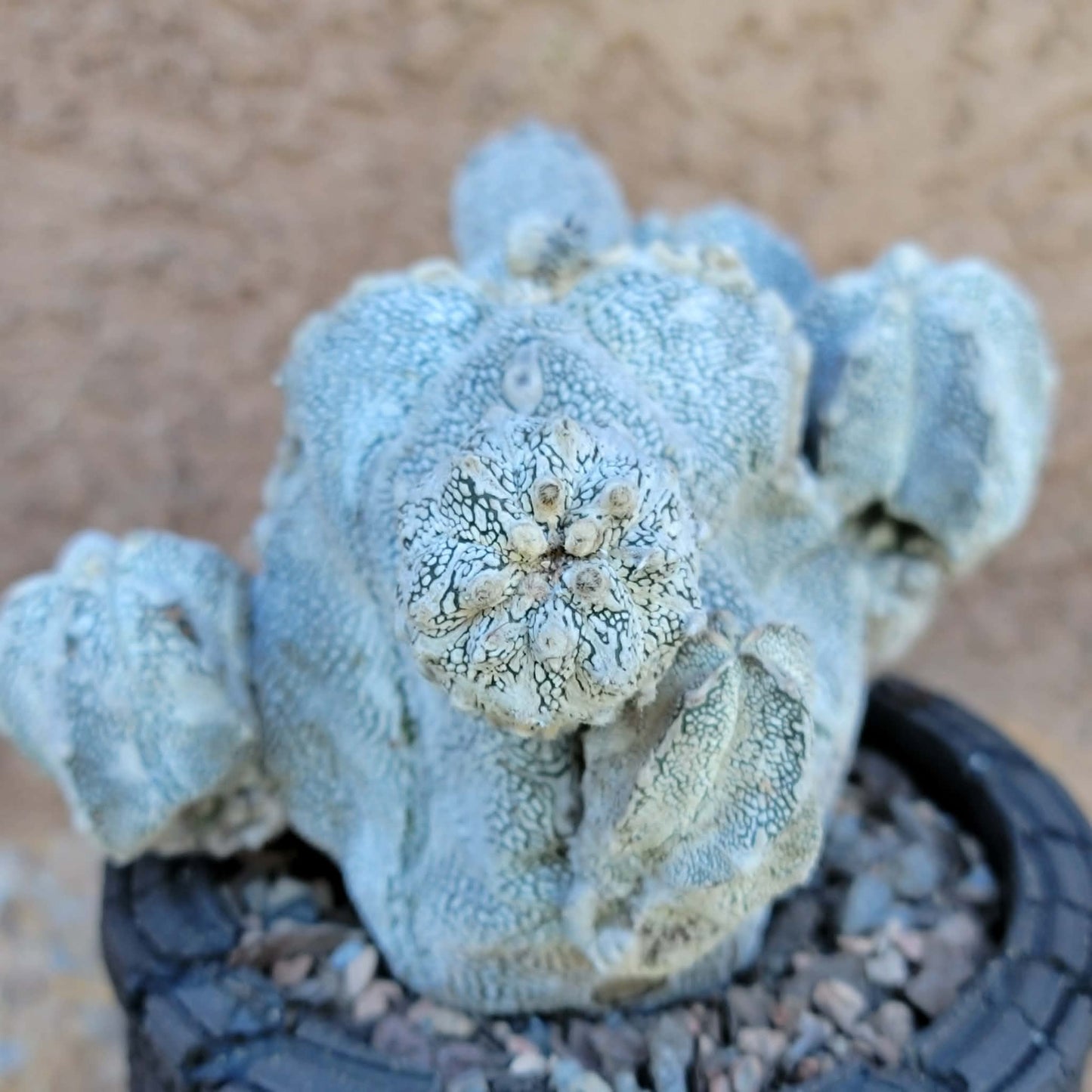 Astrophytum Myriostigma cv. Onzuka