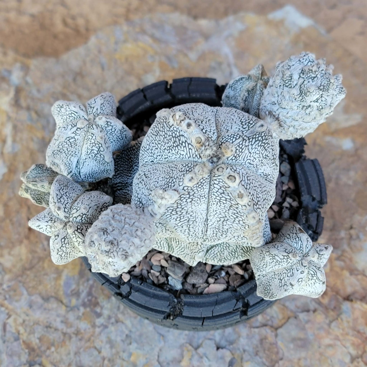 Astrophytum Myriostigma cv. Onzuka