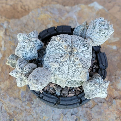 Astrophytum Myriostigma cv. Onzuka