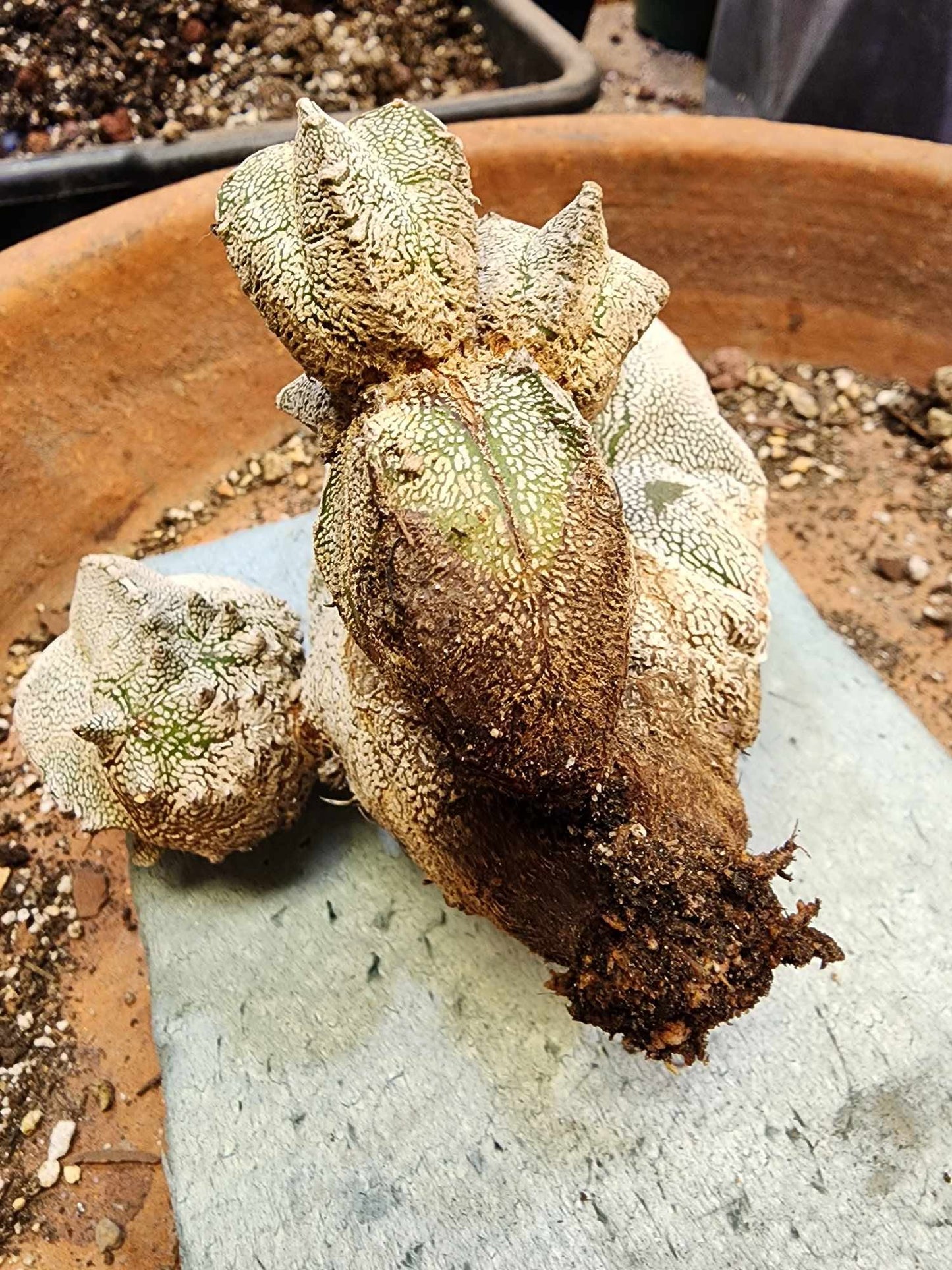 Astrophytum Myriostigma cv. Onzuka with Pups