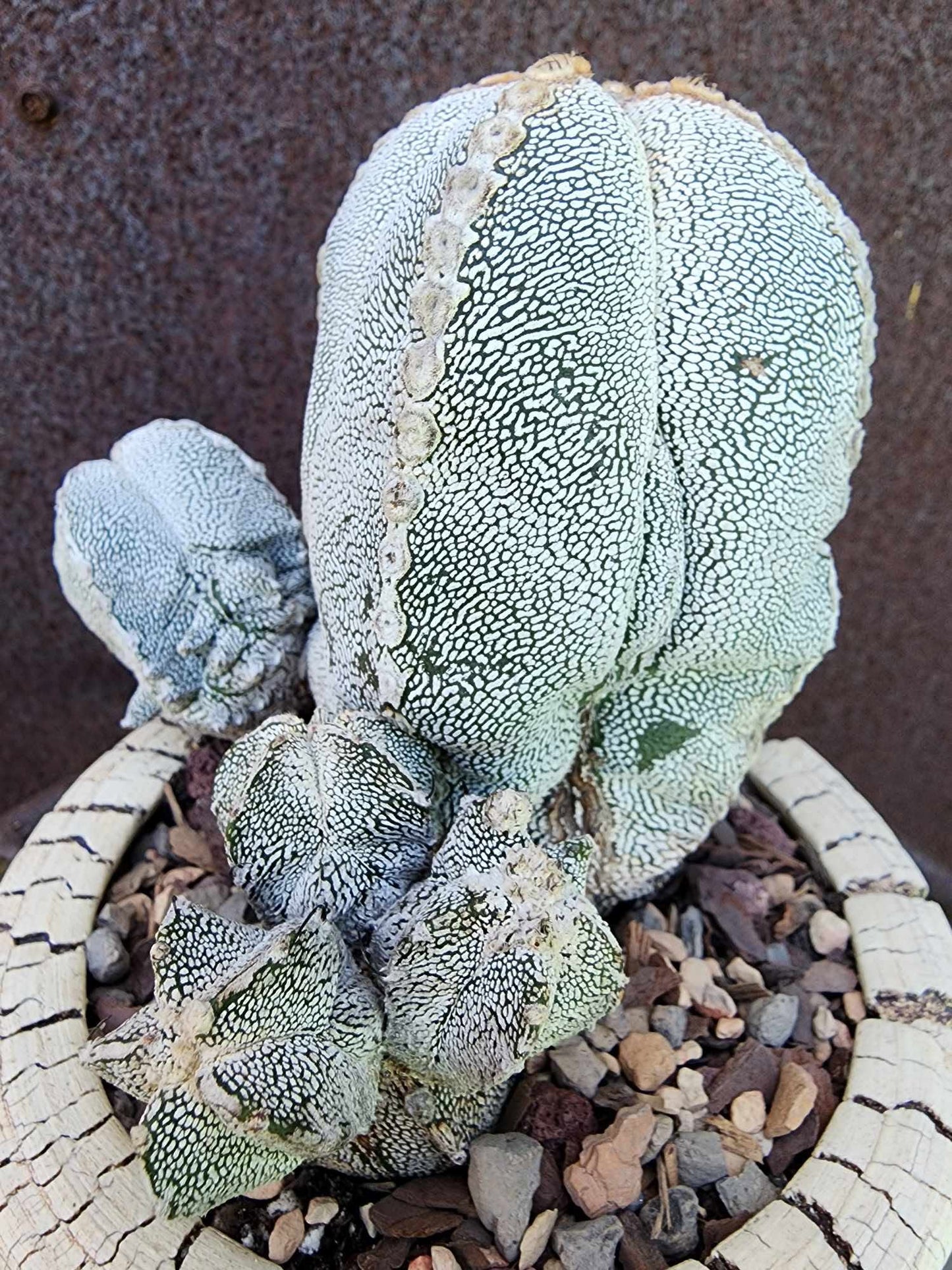 Astrophytum Myriostigma cv. Onzuka with Pups