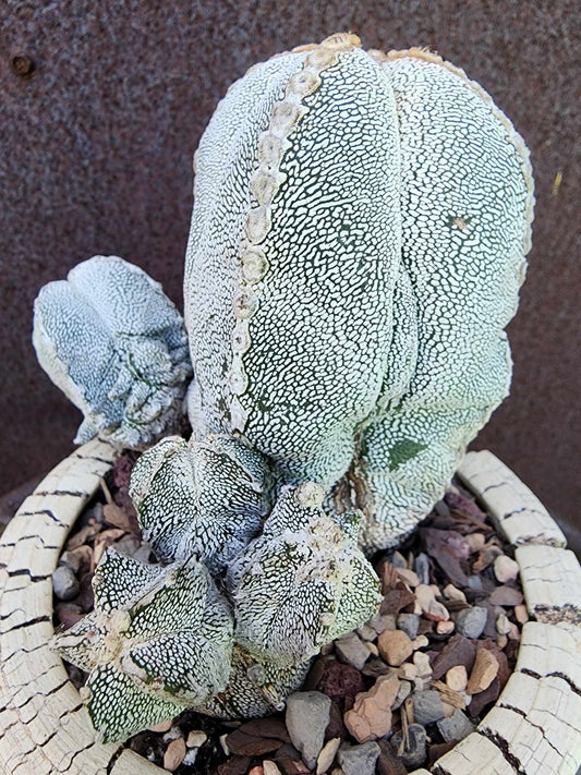 Astrophytum Myriostigma cv. Onzuka with Pups