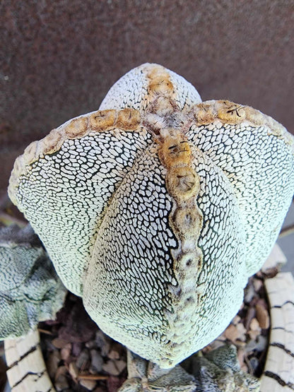 Astrophytum Myriostigma cv. Onzuka with Pups