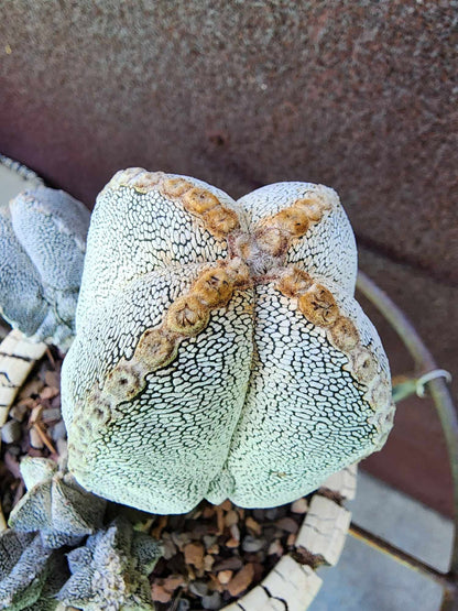 Astrophytum Myriostigma cv. Onzuka with Pups