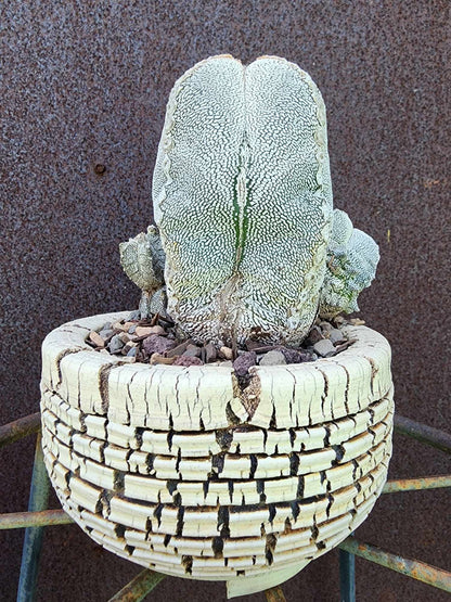 Astrophytum Myriostigma cv. Onzuka with Pups