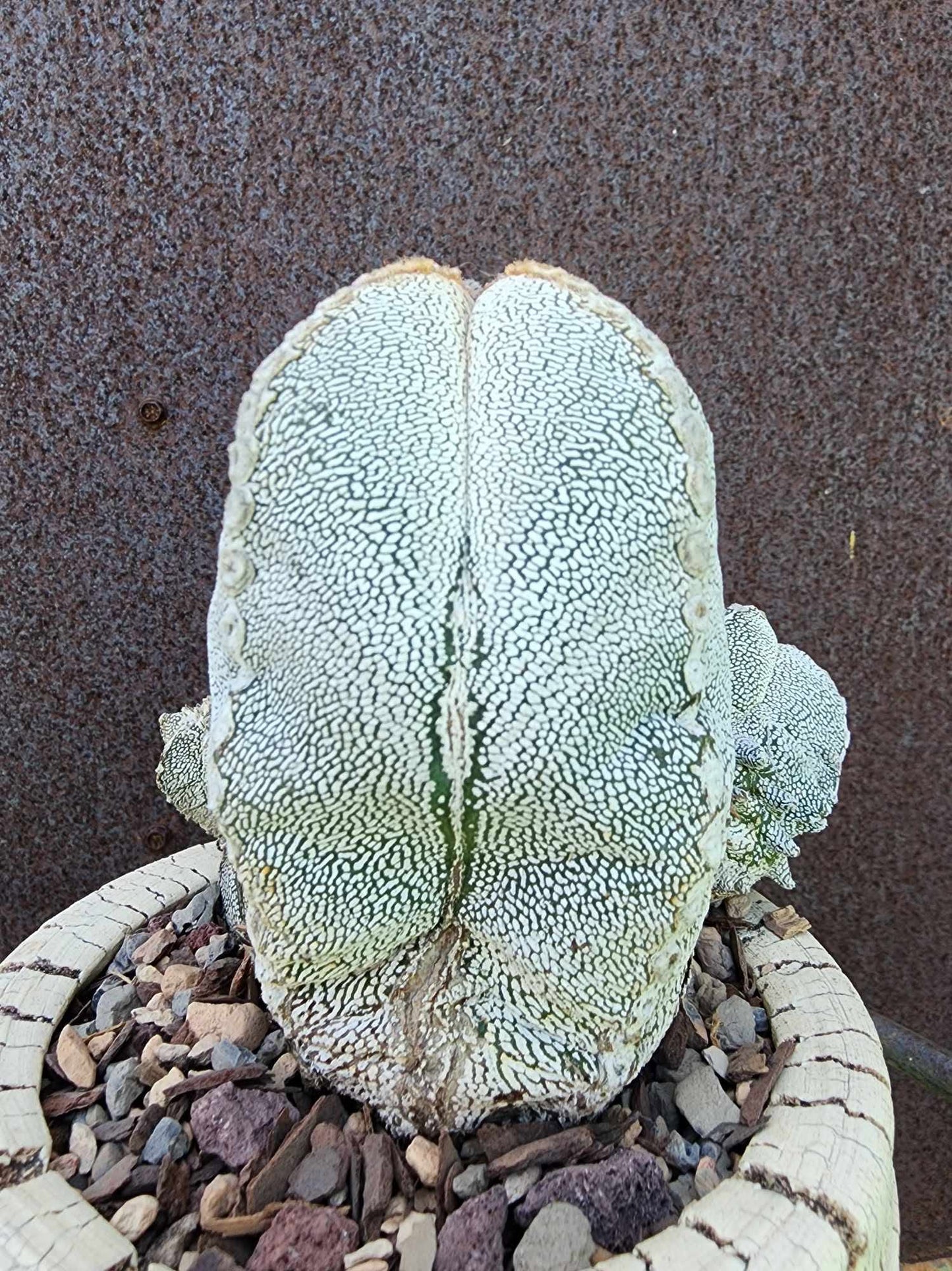 Astrophytum Myriostigma cv. Onzuka with Pups