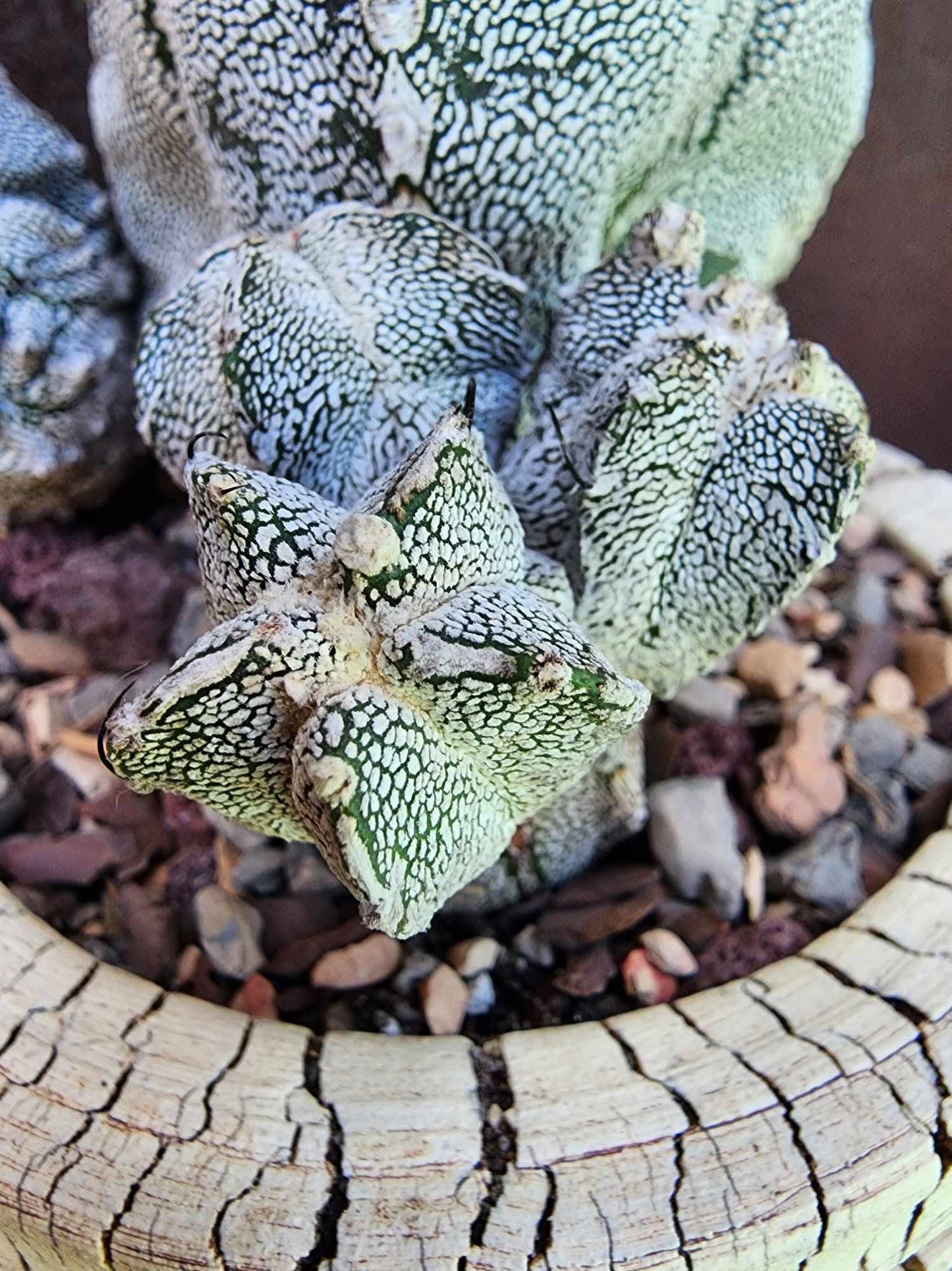 Astrophytum Myriostigma cv. Onzuka with Pups