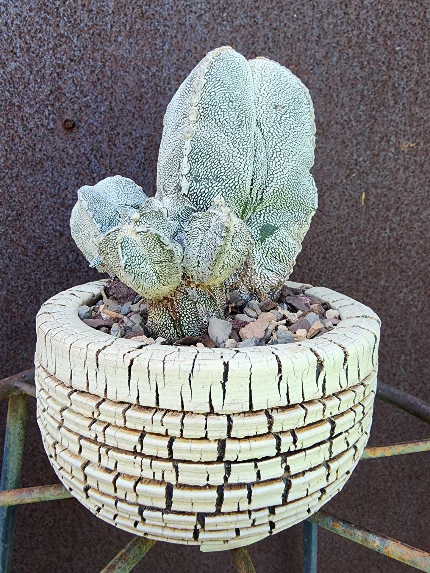 Astrophytum Myriostigma cv. Onzuka with Pups
